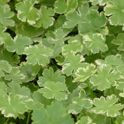 Hydrocotyle sibthorpioides | Lawn pennywort | Oxygenating Marginal Plant